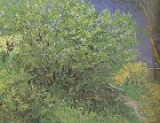 Vincent Van Gogh Lilacs (nn04) USA oil painting reproduction
